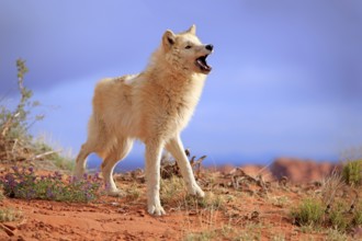 Wolf, (Canis lupus), adult, howling, Monument Valley, Utah, USA, North America