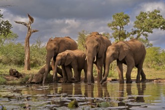 African elephant (Loxodonta africana), adult, juvenile, group, at the water, drinking, Kruger