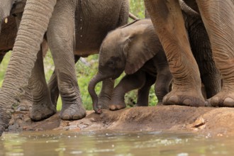 African elephant (Loxodonta africana), young animal, calf, baby elephant, mother, young animal with