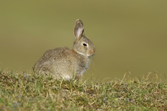 Wild rabbit (Oryctolagus cuniculus), sitting on a meadow, Texel, West Frisian Islands, province of