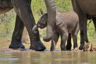 African elephant (Loxodonta africana), young animal, with mother, baby elephant, calf, at the