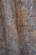 Sequoia bark (Sequoioideae), tree bark, tree trunk, nature, tree, plant, old, structure, texture