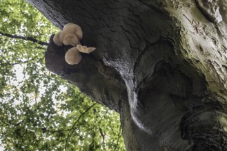 Ringed beech slime moulds (Oudemansiella mucida) on old copper beech (Fagus sylvatica), Emsland,