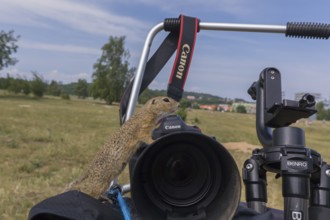 One European ground squirrel (Spermophilus citellus) or European souslik conquering the photo