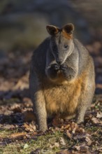 One swamp wallaby (Wallabia bicolor) next to a bush in early morning light