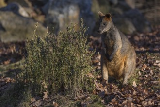 One swamp wallaby (Wallabia bicolor) next to a bush in early morning light