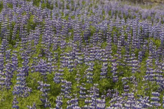 Nootka lupine, Lupinus nootkatensis, covering large areas in iceland to stop erosion. Djupivogur,