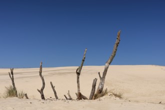 Lacka dune in the Slowinski National Park, a national park in Pomeranian Voivodeship in northern