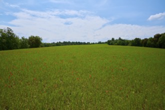 Cereal field with poppies (Papaver), trees and slightly overcast sky, summer, Valensole,