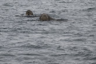 Swimming walrus (Odobenus rosmarus), walrus, Ardneset headland, Svalbard and Jan Mayen archipelago,