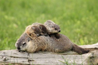 Woodchuck (Marmota monax), adult, young animals, mother with young animals, social behaviour,