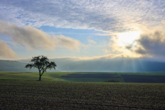 A lone apple tree (Malus Domestica), in a field at sunrise, surrounded by dramatic sky and rays of