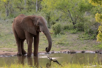 African elephant (Loxodonta africana), adult, male, bull, at the water, drinking, Kruger National