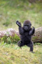 Western gorilla (Gorilla gorilla), Africa, young animal, imposing behaviour, grimace