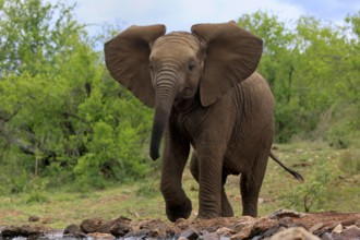 African elephant (Loxodonta africana), young animal, at the water, Kruger National Park, Kruger