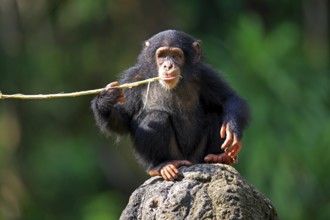 Chimpanzee (Pan troglodytes troglodytes), young animal, feeding, food intake