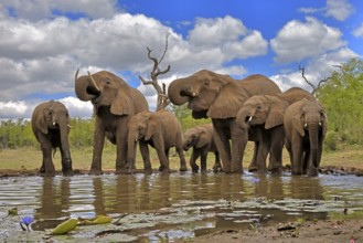 African elephant (Loxodonta africana), adult, juvenile, group, herd, at the water, drinking, Kruger