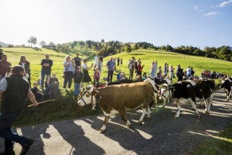 Alpine cattle drive, Münstertal, Southern Black Forest, Black Forest, Baden-Württemberg, Germany,