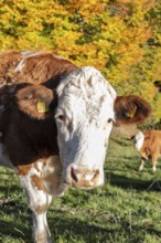 A cow in a pasture with colourful autumn leaves in the background, Hocheck