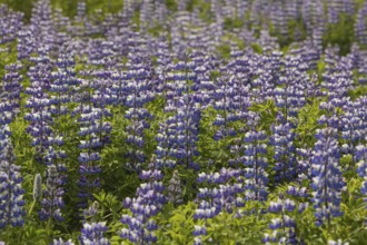 Nootka lupine, Lupinus nootkatensis, covering large areas in iceland to stop erosion. Djupivogur,