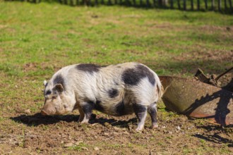 One Minipig, Sus scrofa domesticus, stands in a meadow, searching for food