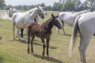 Kladruber horse, mare with foal, National Stud Farm Kladruby nad Labem