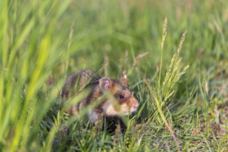 One European hamster (Cricetus cricetus), Eurasian hamster, black-bellied hamster or common