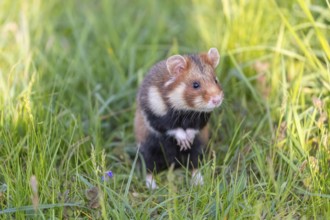 One European hamster (Cricetus cricetus), Eurasian hamster, black-bellied hamster or common