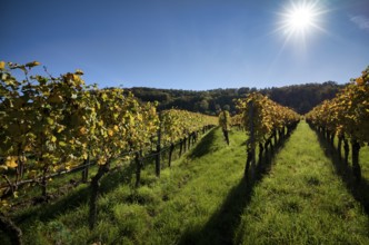 Vineyard, vines, vineyards, viticulture, autumn colouring, autumn, Kappelberg, Fellbach,