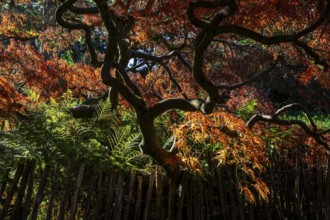 Fan maple (Acer palmatum), picket fence, autumn colours, backlight, Japanese Garden, Zoological