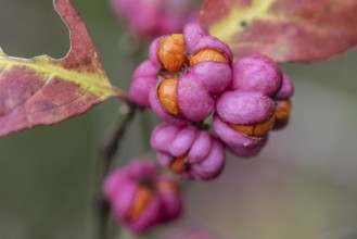 Peacock, spindle bush (Euonymus europaeus), fruit stand, Emsland, Lower Saxony, Germany, Europe