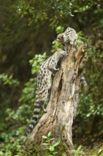 Common genet (Genetta genetta), climbing on a tree wildlife in a forest, Montseny National Park,