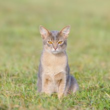 Burmese cat, Burmese, sitting in a meadow, short-haired breed of domestic cat, Altmühlsee,