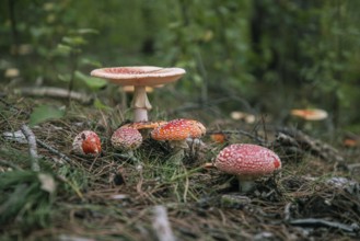 Various toadstools on a forest floor covered with moss and needles