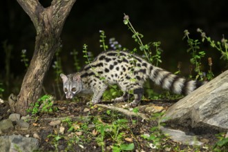 Common genet (Genetta genetta), wildlife in a forest, Montseny National Park, Catalonia, Spain,