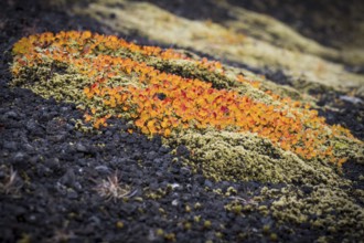 Leaves turning red-yellow in autumn, Arctic willow or Arctic willow (Salix arctica), moss, near