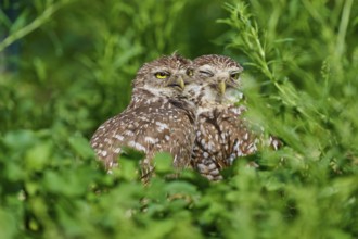 Two burrowing owls (Speotyto cunicularia) sitting together in the meadow and cuddling, Pembroke