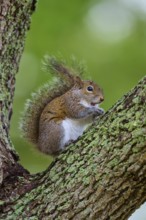 American grey squirrel (Sciurus carolinensis) sitting on a leafy branch on a tree, surrounded by