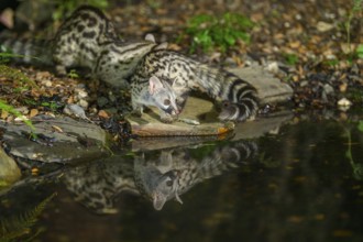 Young Common genet (Genetta genetta) at the shore of a lake, wildlife in a forest, Montseny