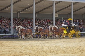 Warendorf State Stud, stallion parade, train of six, stagecoach