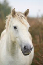 Close-up of a white Camargue horse with light-coloured mane and gentle expression, summer,