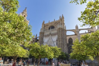 Impressive Gothic cathedral façade surrounded by trees under a blue sky, Seville