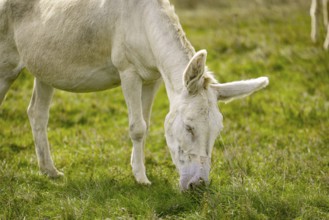 A white donkey, baroque donkey, grazing peacefully on a green pasture in natural surroundings, Lake