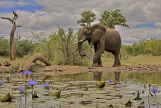 African elephant (Loxodonta africana), bull, male, at the water, Kruger National Park, Kruger