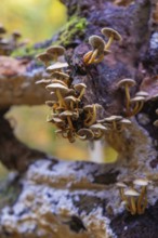 Small mushrooms growing close to a mossy tree trunk, Monbachtal, Bad Liebenzell, Calw district,