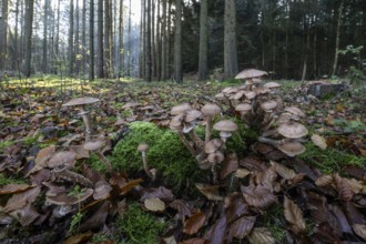 Armillaria polymyces (Armillaria ostoyae) in the forest, Emsland, Lower Saxony, Germany, Europe