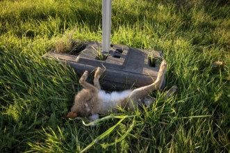 Wild animal accident, hare, hare, dead, run over, lies in ditch, Stuttgart, Baden-Württemberg,