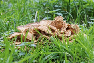 Giant mushroom (Meripilus giganteus), Germany, Europe