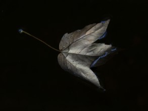 A maple leaf lies in dark water, Saale, Thuringia, Germany, Europe