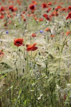 Poppy flower (Papaver rhoeas) in a grain field, Mecklenburg-Western Pomerania, Germany, Europe